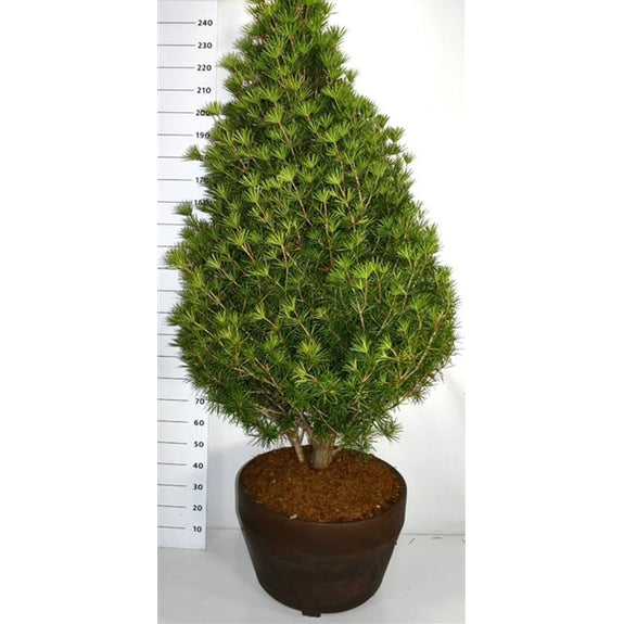 Paraplygran – Sciadopitys verticillata 'Beauty Green' - C120 200-225 cm.